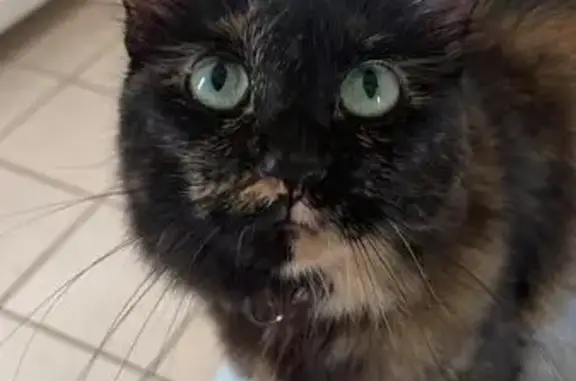 Preto com manchas marrom e amarelo, rabo peludo e olhos verdes, atende pelo nome jennie