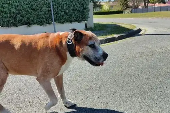 Animaux trouvés Villenave-d'Ornon, photo: Trouvé Chien homme, Rue Diderot, Villenave-d'Ornon