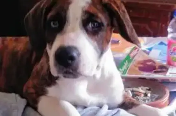 Lost male dog, South Poplar Avenue, Newaygo - brown and white with brindle markings - photo