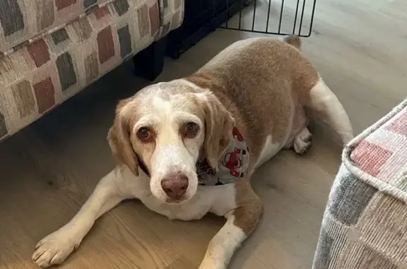 Lost male dog, 22nd Avenue South, 1598, St. Petersburg - senior Beagle - photo