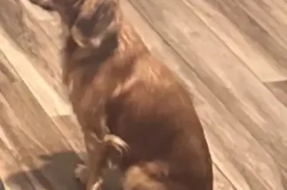 Missing dog Pasadena, photo: Lost Female Dog, Locklaine Drive, Pasadena - long ears and black eyes