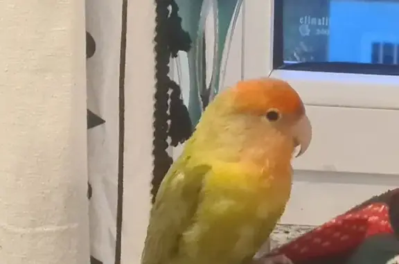 Perdido ave, C. Jovellanos, Corvera de Asturias - lleva anilla - photo