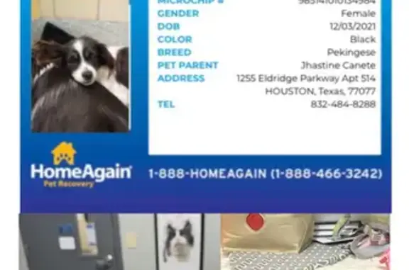 Lost female dog, Parkway Plaza Drive, Houston - small black and white Pekingese - photo