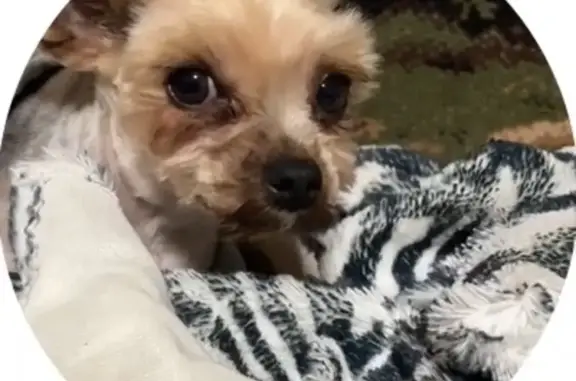 Маленька собачка, йорк, вибігла без нашийнику та інших речей. Зовсім недавно постригли, по всьому тілу коротка шерсть.