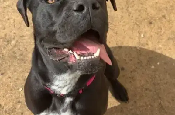 Perdu chien femelle, La Roche-Neuville, Château-Gontier - cane corso noir - photo