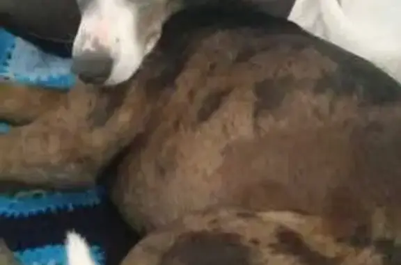 Perdido perro macho, Zaragoza, Zamora - Tobi es amarillo - photo