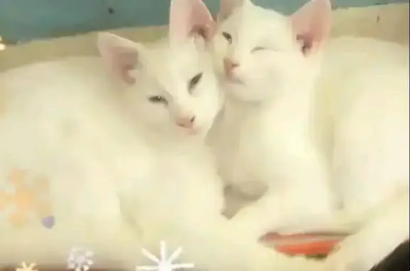 Зникла кішка, вулиця Олександр...