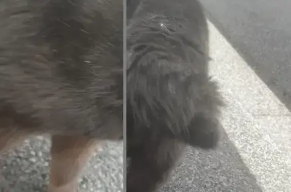 Animaux trouvés Kilstett, photo: Trouvé Chat, Impasse du Rail, Kilstett - queue coupée