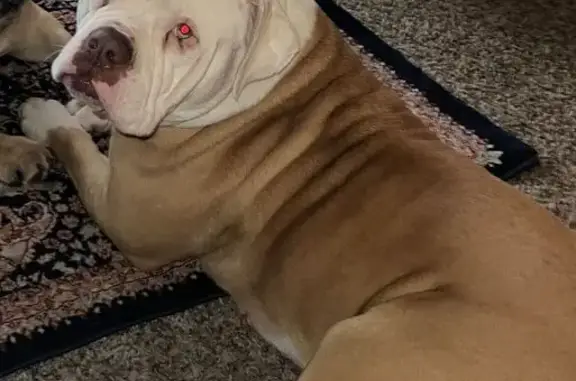 Lost female dog, Rogersville: brown bulldog with white head - photo
