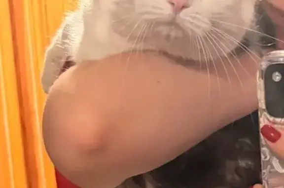 Знайдено кішку, вулиця Віталія...