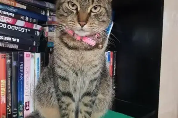 Perdido gato hembra, Hda Chicavasco, 135, Pachuca de Soto - collar rosa - photo