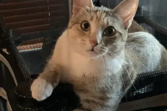 Lost Female Cat, North 145th Drive, Surprise - very small - photo