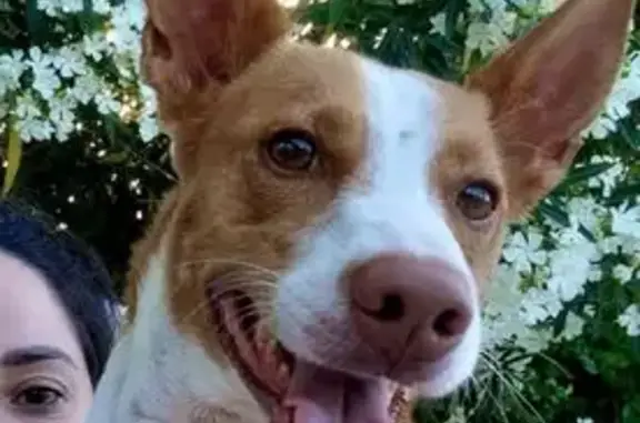 Perdido perro hembra, Montuïri...