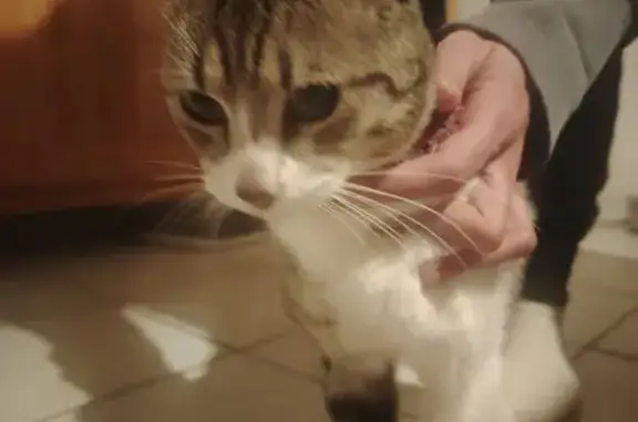 Animaux trouvés Les Sables-d'Olonne, photo: Trouvé chat mâle, Rue des Rouliers, Les Sables-d'Olonne - collier rose avec cœur pailleté