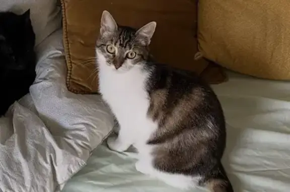 Chat perdu, Rouen, Normandie - blanche et tigrée - photo
