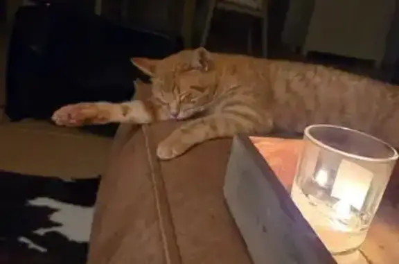 Animales perdidos Torrent, foto: Perdido gato masculino, Carrer de Gregori Maians, Torrent