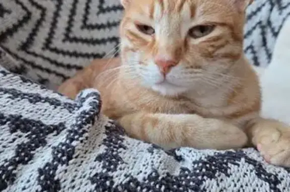 Perdido gato masculino, Carrer de Gregori Maians, Torrent - photo