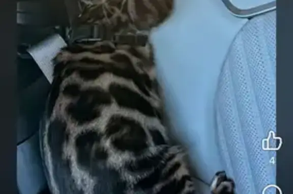 Missing cat Tolleson, photo: Lost male cat, Trumbull Rd., Tolleson - Bengal with green eyes