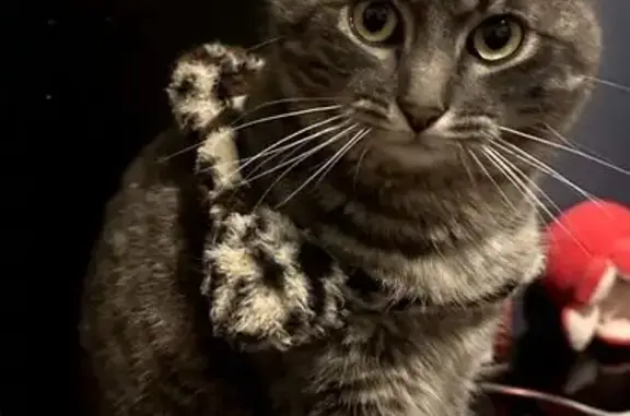 Animaux perdus Paris, photo: Chat perdu, Rue du Château, Gujan-Mestras - chatte stérilisée