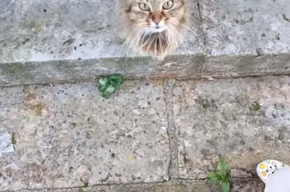 Chat trouvé Gaillon, photo: Chat trouvé, Avenue du Maréchal Leclerc, Gaillon - de toutes les couleurs