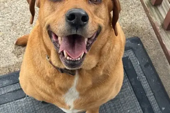 Found dog, East 42nd Street, M...