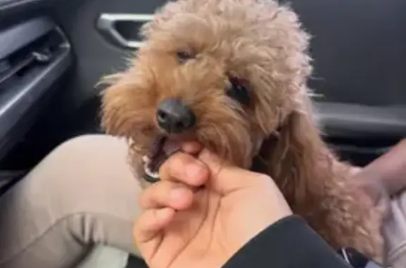 Lost male dog, Brownsburg, Indiana - photo