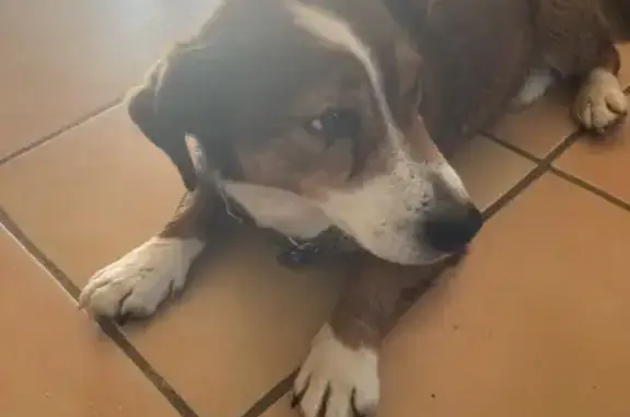 Animaux trouvés Auriac-sur-Vendinelle, photo: Trouvé Chien, Route du Faget, 87, Auriac-sur-Vendinelle