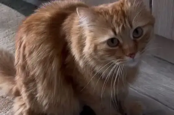 Зник кіт, вулиця Юхима Сіцінсь...