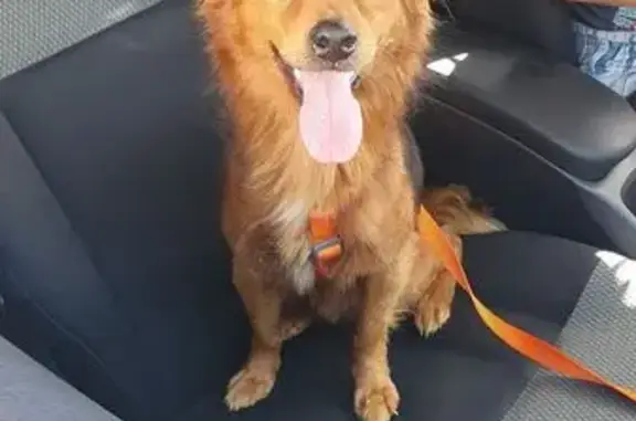 Trouvé Chien homme, Grands-Bois, La Réunion - jeune chien roux - photo