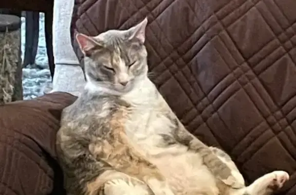 Lost female cat, 155th Street, 25539, Leavenworth, Kansas City - calico with pastel colors - photo