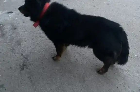Знайдено собаку Бровари, фото: Знайдено собаку з червоним нашийником, вулиця Марії Лагунової, 13-Б, Бровари