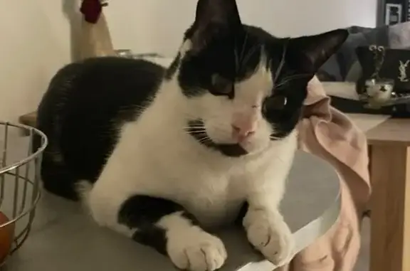 Chat perdu, Lanta, Paris - tour des yeux noir, menton noir - photo