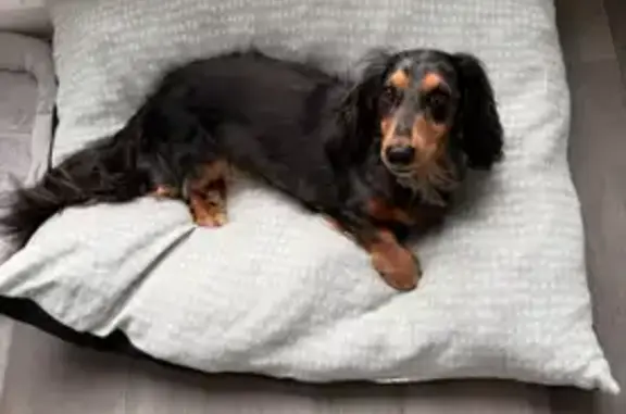 Missing dog Male, Castlemaine (al495789) - photo