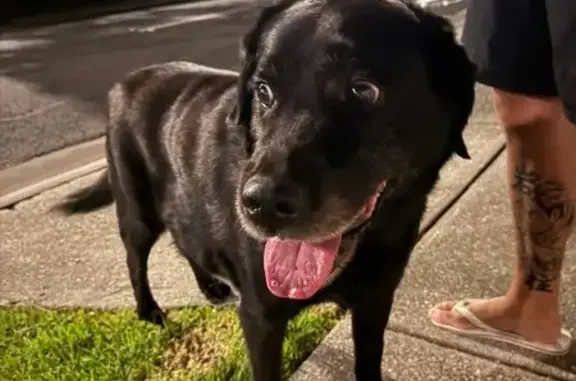 Dark labrador looks older