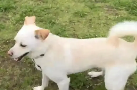 Lost male dog, Blackmore Road, Hume City - very timid and easily frightened - photo