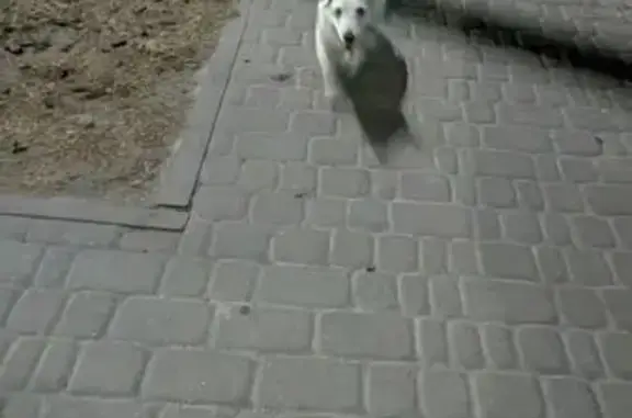 Знайдено собаку Новосілки, фото: Знайдено собака з рожевим нашийником, Приміська вулиця, Новосілки