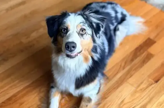 Found female dog, Lauren Hall...