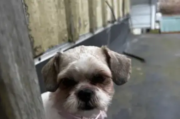 Lost female dog, North 38th Street, Milwaukee - small with brown spots - photo