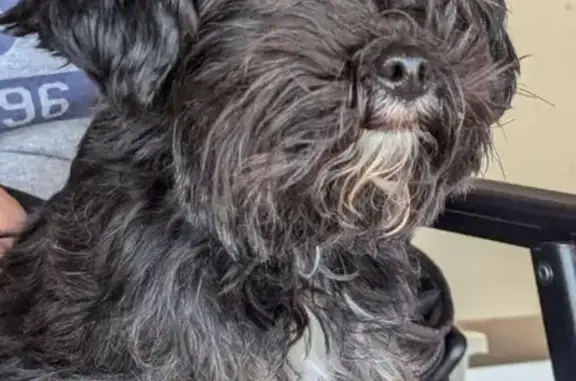 Lost female dog, Southwest 4th Terrace, Oklahoma City - black with white chest - photo