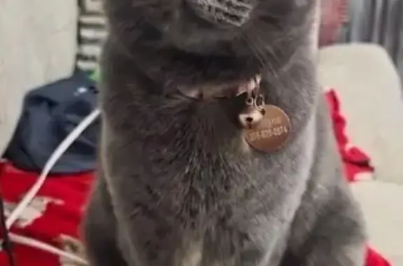 Lost female cat, Sonora Drive, 9844, Saginaw - mostly gray with a brown foot - photo