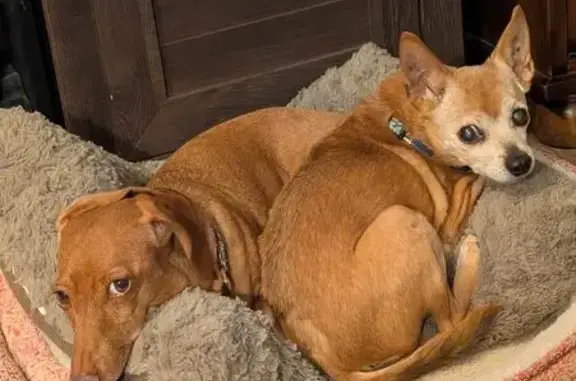 Missing dog Grand Junction, photo: Lost Female Dog, Darren Way, 619, Grand Junction - 12 years old