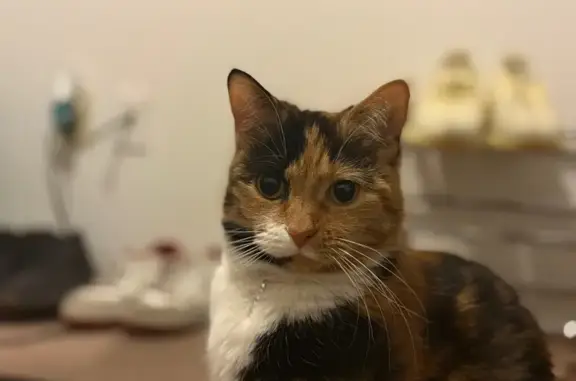 Lost female cat, East Lansing, Westland - calico without collar - photo