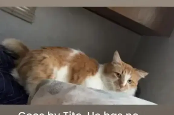 Lost male cat, McKenna Road, Muir - orange and white with greenish yellow eyes - photo