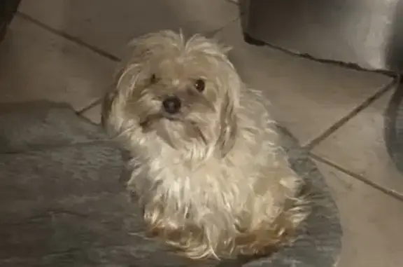 Missing dog Raleigh, photo: Lost male dog, Raleigh - gentle and tiny with blonde and brown mix