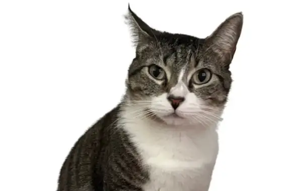 Lost female cat, Carroll Street, Brooklyn - spayed, microchipped - photo