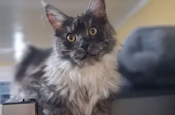 Lost male cat, Bath — black smoky coat - photo