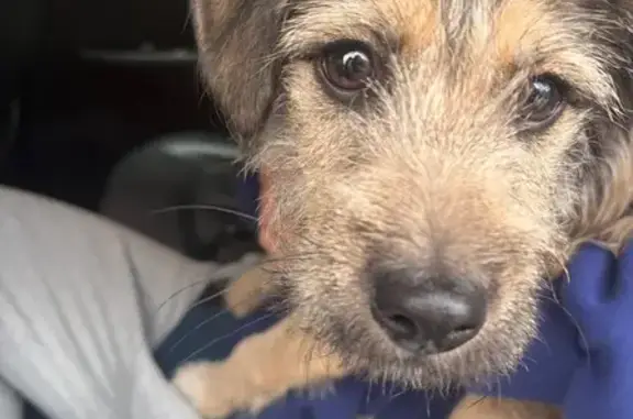 Lost and found pets Chicago, photo: Found male dog, West Huron Street, Chicago - brown puppy with wiry hair