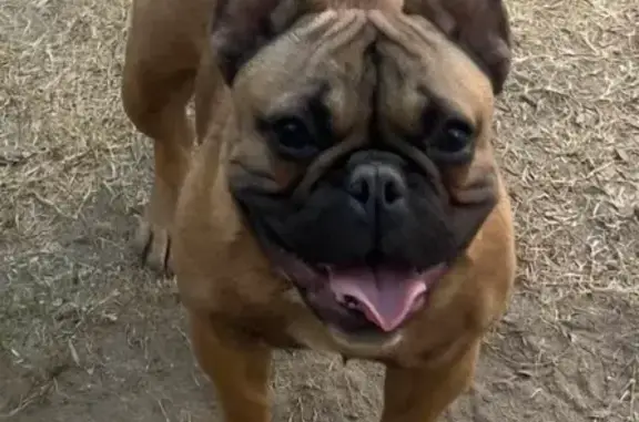 Lost pets Bakersfield, photo: Lost male dog, Ashe Road, Bakersfield - brown with black snout