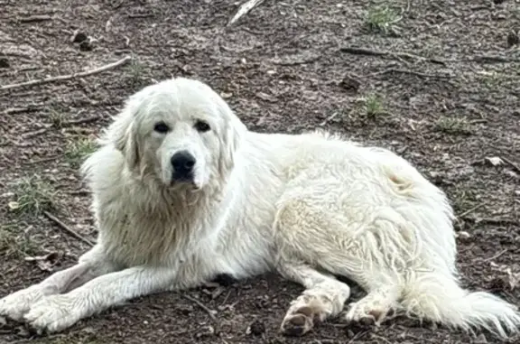Lost dog, Old Sugar Creek, Leoma - male with red collar - photo