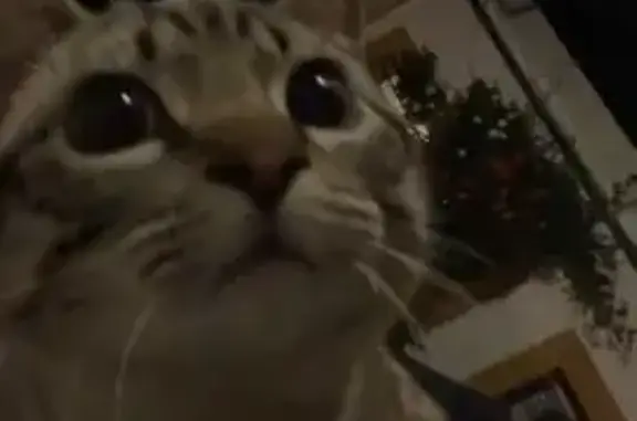 Encontrado gato masculino, Cal...